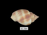 藏品(金剛核螺)的圖片